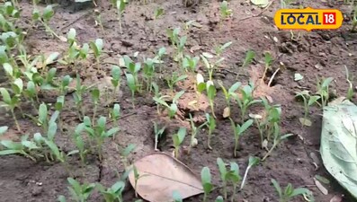 20 रुपये के बीज से 30 किलो मेथी भाजी, जानिए आसान तरीका