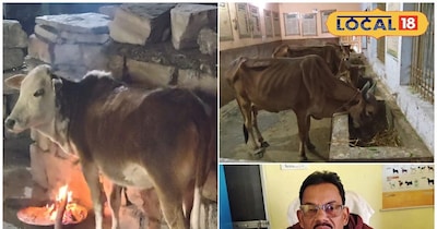 तेज सर्दी में गाय को सर्दी-जुकाम से बचाने अपनाएं देशी नुस्खा,