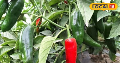 साल में दो बार ले सकते हैं फसल