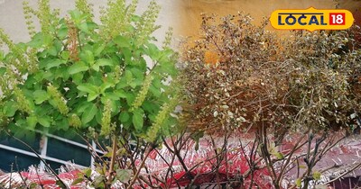 सर्दी के मौसम में तुलसी के पौधे की करें ऐसे देखभाल 