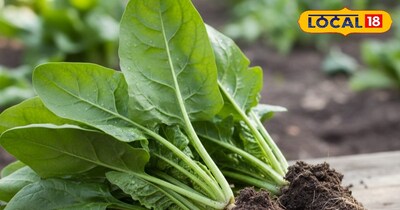 पालक की खेती