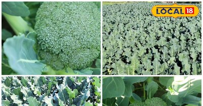 ब्रोकली की खेती के लिए टिप्स