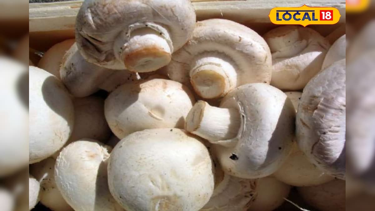 20 दिन की मेहनत, सेमेस्टर फीस सेट! बिलासपुर के युवाओं का गजब आत्मनिर्भर फॉर्मूला