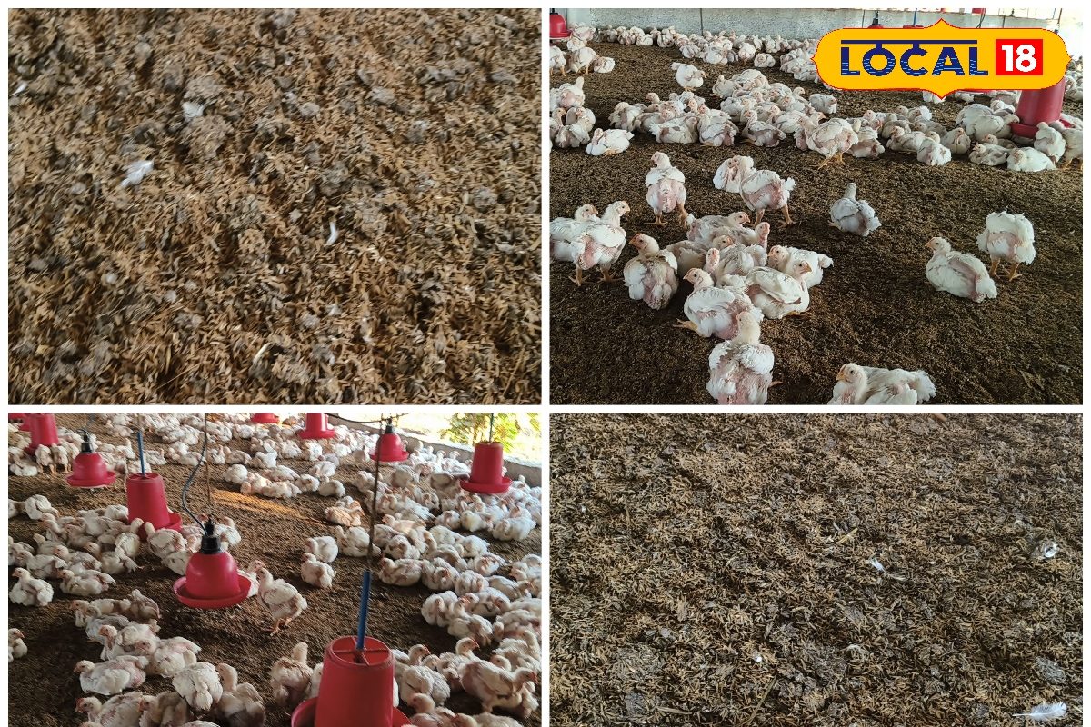 जहां रासायनिक खाद फेल वहां मुर्गी बीट ने दिखाया कमाल मिट्टी में लौटाई जान