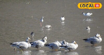  सरिस्का में प्रवासी पक्षियों का आगमन