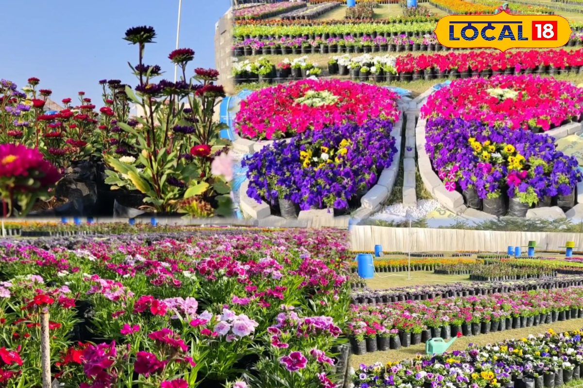 भीलवाड़ा में फूलों की दुनिया: 25000 पौधों के साथ भव्य फ्लावर शो का रोमांचक अनुभव! देखें वीडियो