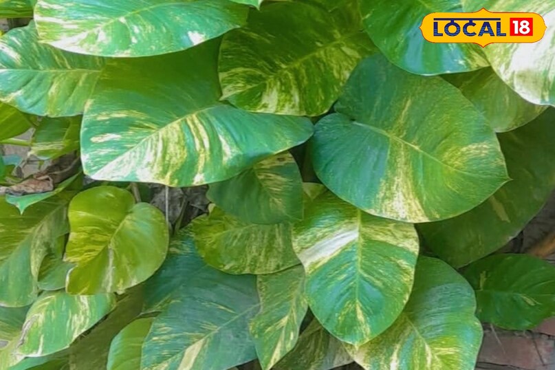 मनी प्लांट