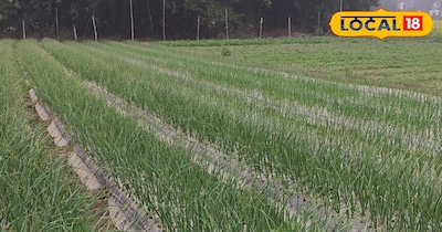 Cultivation of garlic by munching method
