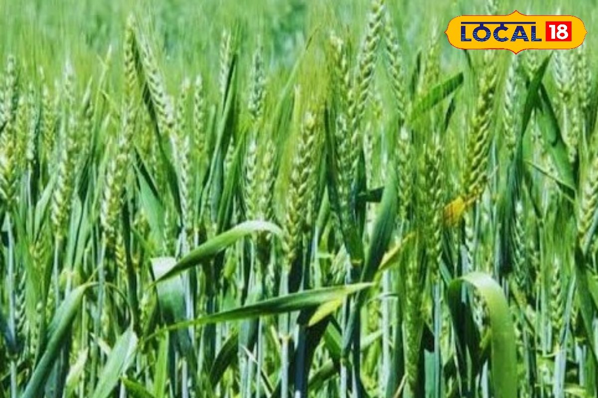 गेहूं की फसल में खरपतवार से मिलेगा छुटकारा बस पानी में मिलाएं यह एक चीज बंपर होगा पैदावार