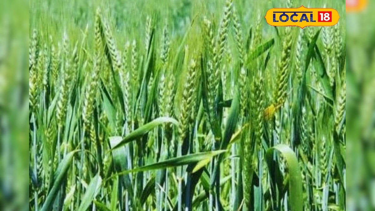 गेहूं की फसल में खरपतवार से मिलेगा छुटकारा, बस पानी में मिलाएं यह एक चीज, बंपर होगा पैदावार