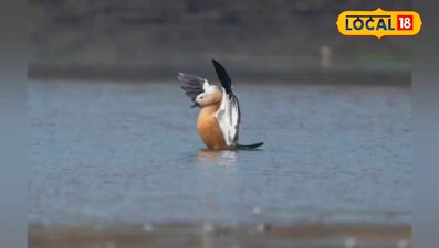 रूडी सेल डक 