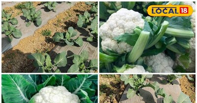 फूलगोभी की खेती के लिए टिप्स