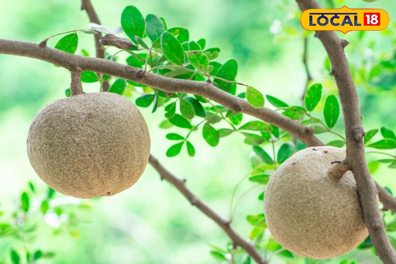 Moradabad news, hindi news, up news, local news, मुरादाबाद समाचार,हिंदी समाचार, यूपी समाचार, लोकल समाचार।