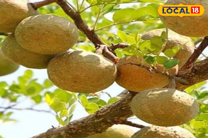 Moradabad news, hindi news, up news, local news, मुरादाबाद समाचार,हिंदी समाचार, यूपी समाचार, लोकल समाचार।