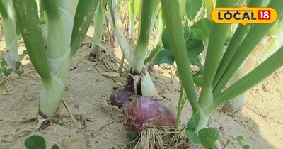 प्याज की खेती 