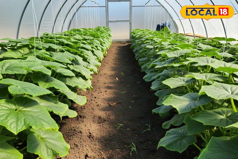 सर्दियों में सब्जियों की फसल की देखभाल कैसे करें, सब्जियों की फसल को पाले से कैसे बचाएं, सब्जियों की फसल को कोहरे से कैसे बचाएं, लोकल 18, How to take care of vegetable crops in winter, how to protect vegetable crops from frost, how to protect vegetable crops from fog, Local 18