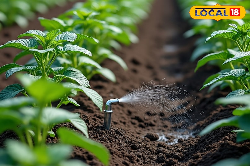 सर्दियों में सब्जियों की फसल की देखभाल कैसे करें, सब्जियों की फसल को पाले से कैसे बचाएं, सब्जियों की फसल को कोहरे से कैसे बचाएं, लोकल 18, How to take care of vegetable crops in winter, how to protect vegetable crops from frost, how to protect vegetable crops from fog, Local 18