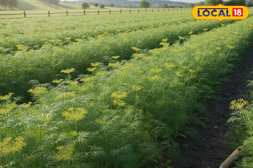 सर्दियों में सब्जियों की फसल की देखभाल कैसे करें, सब्जियों की फसल को पाले से कैसे बचाएं, सब्जियों की फसल को कोहरे से कैसे बचाएं, लोकल 18, How to take care of vegetable crops in winter, how to protect vegetable crops from frost, how to protect vegetable crops from fog, Local 18