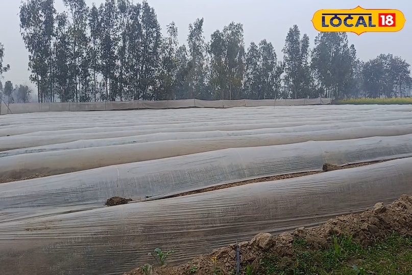 सर्दियों में सब्जियों की फसल की देखभाल कैसे करें, सब्जियों की फसल को पाले से कैसे बचाएं, सब्जियों की फसल को कोहरे से कैसे बचाएं, लोकल 18, How to take care of vegetable crops in winter, how to protect vegetable crops from frost, how to protect vegetable crops from fog, Local 18 