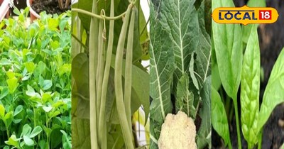 किचन गार्डन 