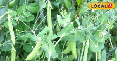 मटर की खेती.