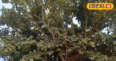 धौलपुर पंच गौरव योजना में शामिल करंज वृक्ष