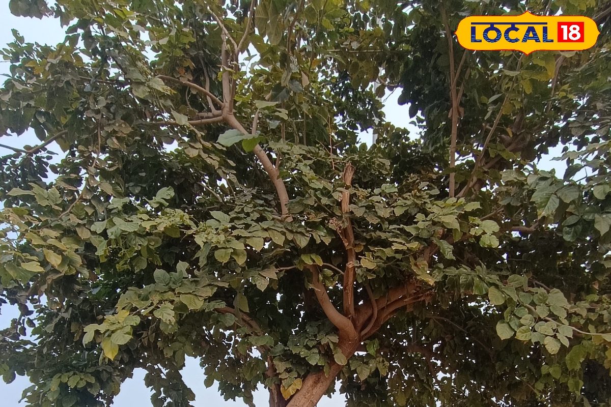 मिट्टी बचाएगा खेती संवारेंगे वीडियो में देखें पंच गौरव योजना में करंज बना धौलपुर की पहचान!