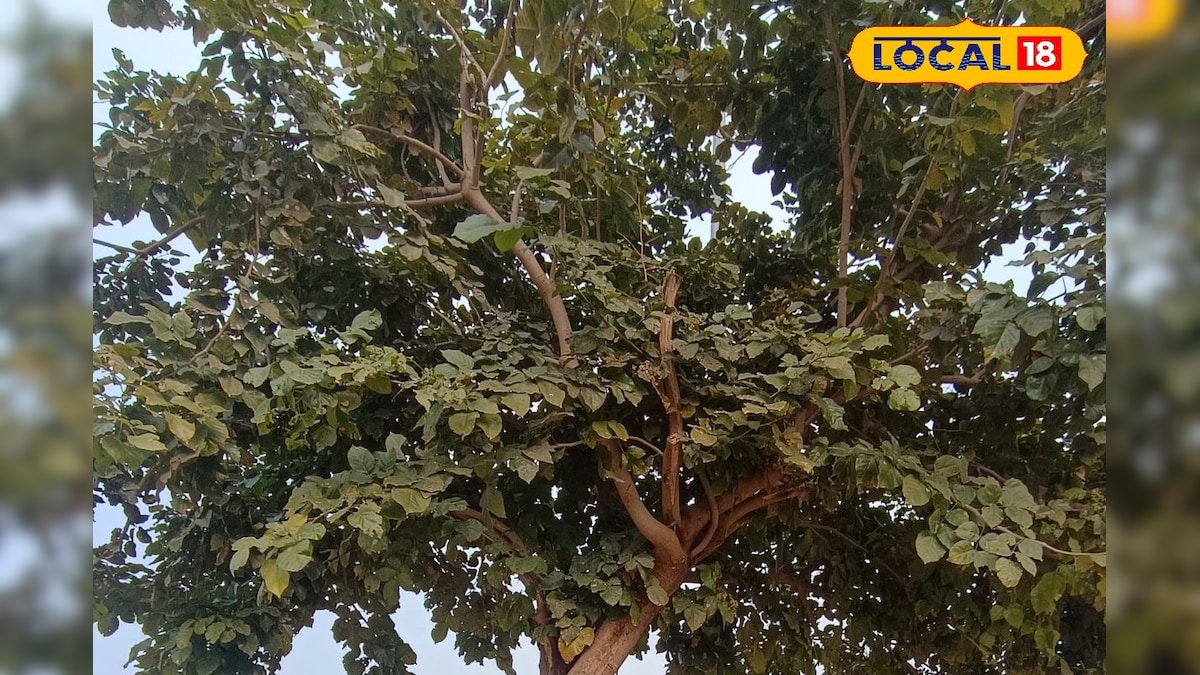 मिट्टी बचाएगा खेती संवारेंगे, वीडियो में देखें पंच गौरव योजना में करंज बना धौलपुर की पहचान!