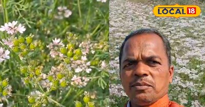 धनिया की खेती अच्छा मुनाफा दे सकती है.