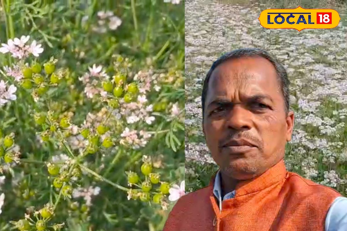 धनिया है या ATM, जैविक खेती से 3 महीने में कमाएं अच्छी-खासी रकम, बिलासपुर के किसान ने दिए जरूरी टिप्स