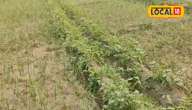 इस आईडिया से 1 इंच भी 1 दिन भी खाली नहीं रहेगा खेत, होगा तगड़ा कमाई 