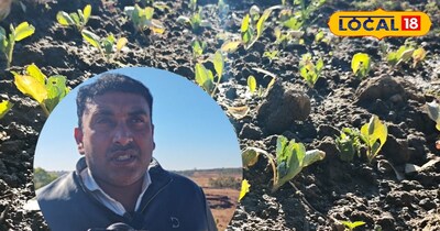 पत्ता गोभी पर कीटो का प्रकोप