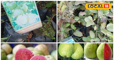 जापानी रेड डायमंड अमरूद