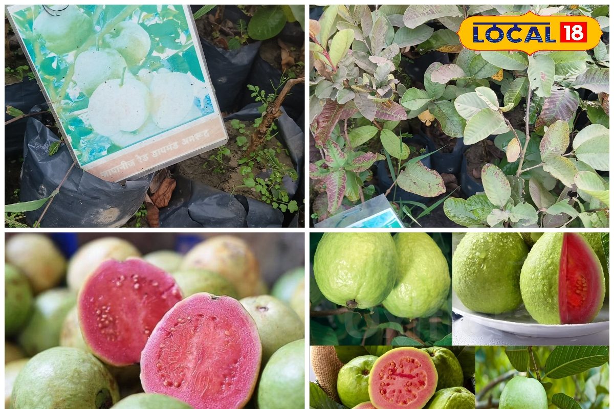 4 बीज वाला गुलाबी अमरूद बना गार्डनिंग लवर्स की पहली पसंद गमले में ऐसे लगाएं