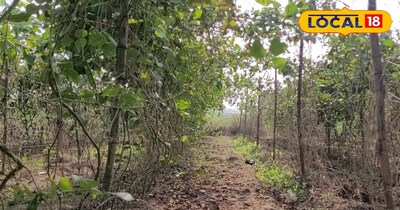 बेहद ही कारगर है खेती का यह तरीका