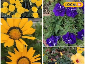 Ranchi Expert Transforms Kitchen Waste into Garden Paradise with 50+ Flower Colors