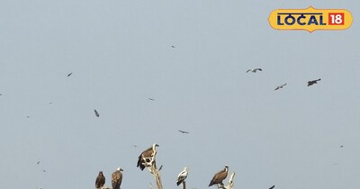 जोड़बीड़ को सचमुच “गिद्धों का स्वर्ग” बना दिया है.