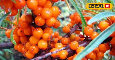 सीबकथॉर्न जूस की कीमत भी बेहद ज्‍यादा है.