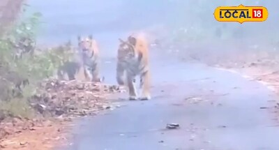 वायरल वीडियो.