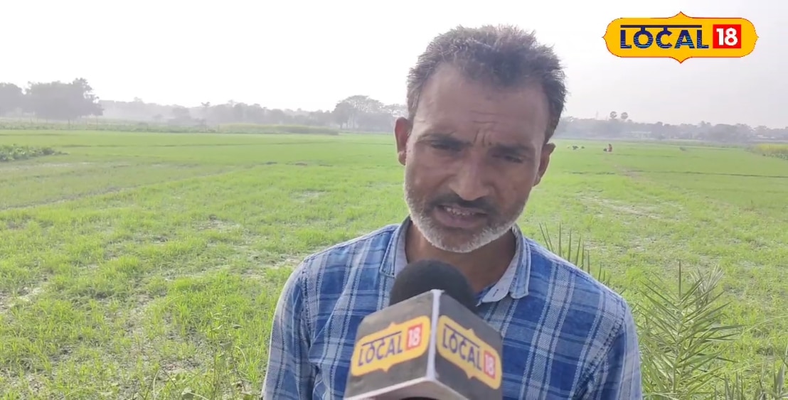 बिहार का खफाली गेहूं मचा देगा तहलका! यहां किसान का प्रयोग सफल उगा दी विदेशी वैरायटी