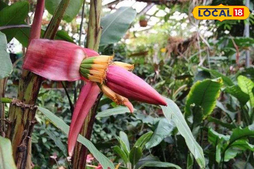 Health benefits of flowers