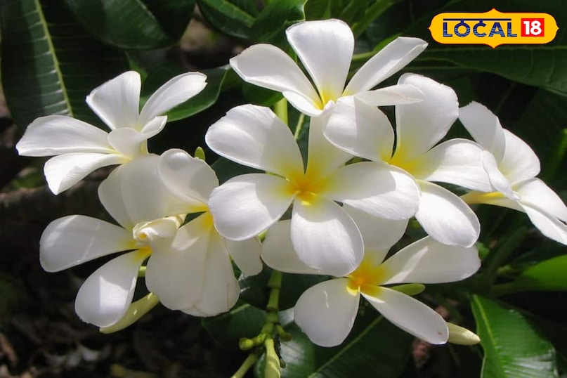 Health benefits of flowers