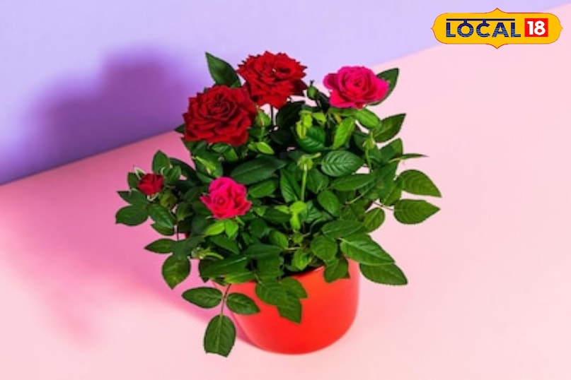 Health benefits of flowers