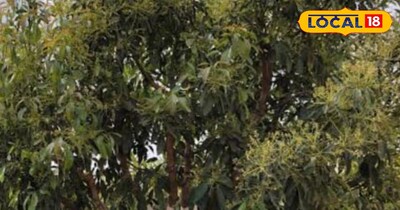 आम के पौधे की बढ़ेगी ग्रोथ रोग व दीमक से मिलेगा छुटकारा