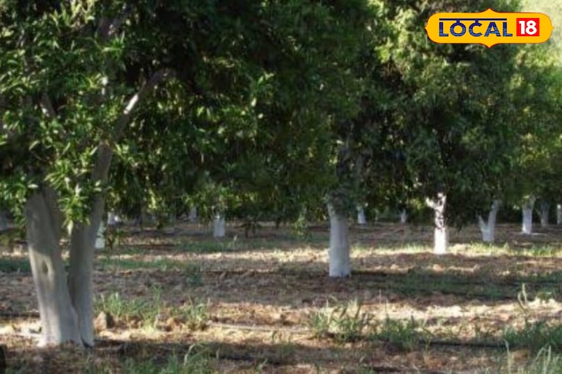 आम की फसल आम की फसल