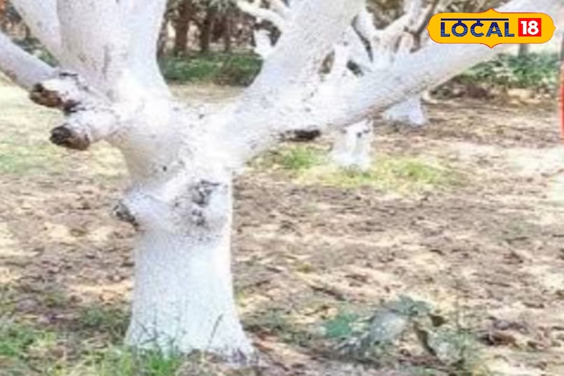 आम की फसल आम की फसल