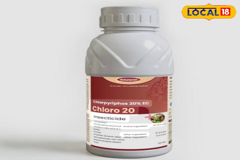 आम की फसल आम की फसल