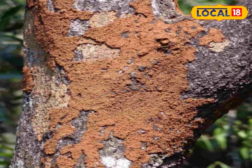 आम की फसल आम की फसल