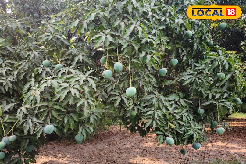 आम की फसल आम की फसल