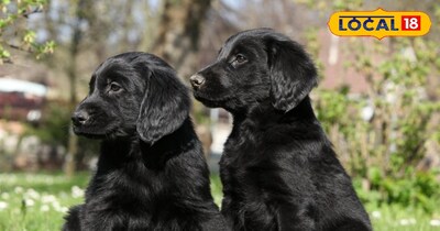 सीधी में कटखने कुत्तों का आतंक है.